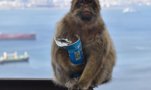 Majmuni prokljuvili kako guštati u slatkišima koje kradu turistima - bez probavnih tegoba