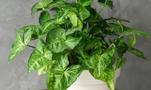 Ova sobna biljka uspijeva i početnicima: Uz vrlo malo brige raste kao luda