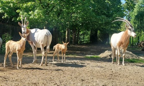Ugrožena vrsta: Zagrebački ZOO pohvalio se krdom sabljorogih oriksa