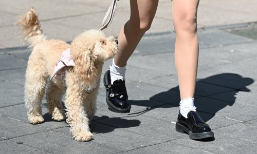 Špica nikad nije bila slađa: Centrom Zagreba prošetale najšarmantnije njuške