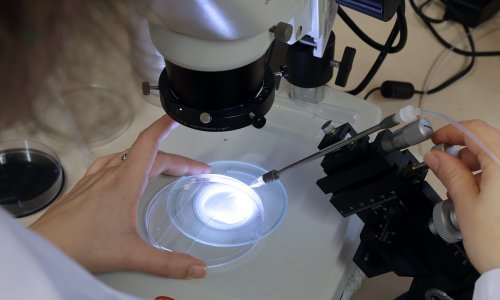 Znanstvenici IRB-a otkrili važnu stvar u prvim satima embrija: Pomoći će u istraživanju bolesti