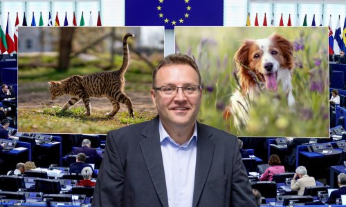 EU uvodi velika pravila za pse i mačke: Istražili smo što to znači za vlasnike