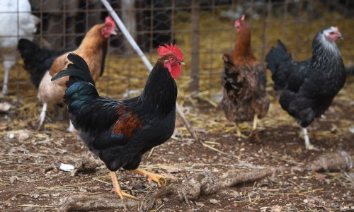 Sulud zločin: Zračnom puškom ubio 20 kokoši i dva pijetla