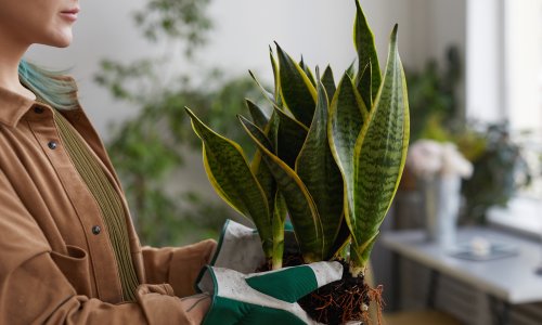 Zašto je prava zemlja ključ uspjeha: Kako odabrati idealan supstrat za sve popularniju sanseveriju