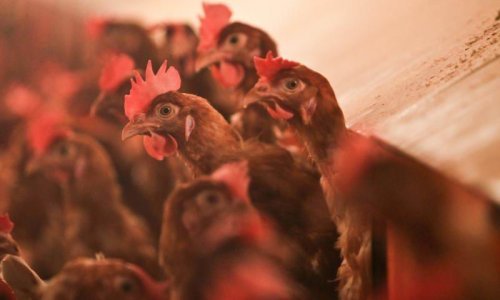 Tvornica stočne hrane Belja dobila tri nova certifikata