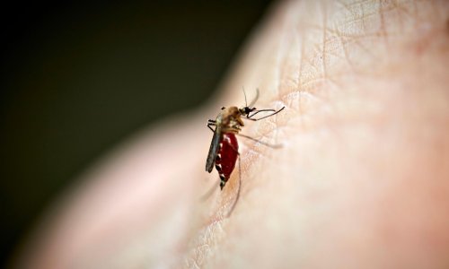 U susjednoj zemlji potvrđen prvi smrtni slučaj od malarije
