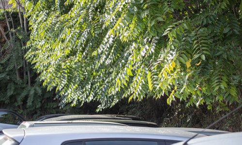 Opasno se širi noćna mora alergičara: Invazivna vrsta guši domaće biljke i šteti poljoprivredi