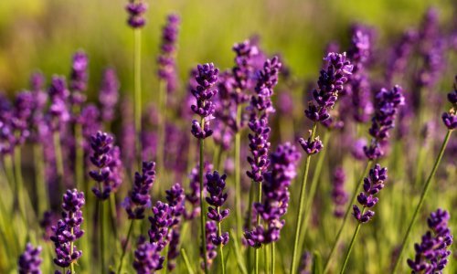 Lavanda će bolje rasti uz ovaj kućni trik, ali postoji jedno važno pravilo