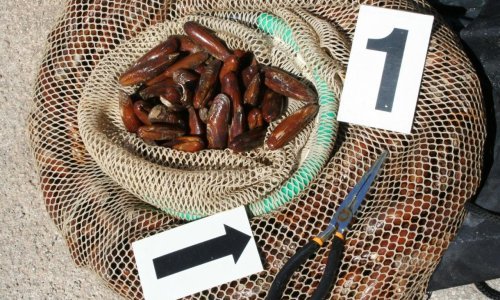 Na prodaji prstaca Slovencima zaradili 22 tisuće eura