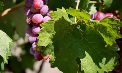 Udruga ruralnog turizma: Potencijal za razvoj seoskog agroturizma ozbiljno je narušen