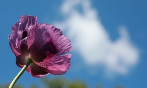 Prizor koji se ne viđa često: 'Nastavit ćemo uzgajati ljubičasti mak'