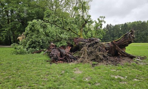 Nevrijeme uništilo simbol Zagreba star 600 godina: Dedek dragi, zbogom!