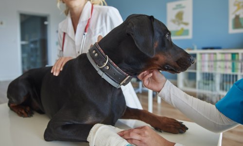 Veterinarski fakultet pokrenuo važan program: Hrvatska je dobila banku krvi za pse