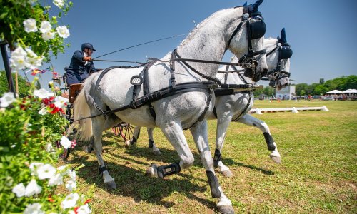 Feričanci spremni za peto izdanje Međunarodnog konjičkog turnira, najavljen spektakularan program