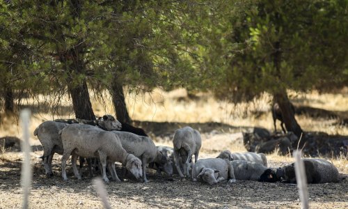Vlak pregazio 89 ovaca, a sada pastirima stiže račun od 25 tisuća eura