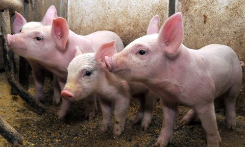 Krađa kakva se ne viđa svaki dan: Nestala 24 praseta iz farme kod Darde