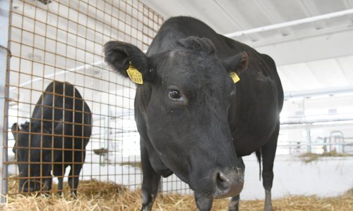 Raste proizvodnja goveda i peradi: Manje domaćih svinja, ovaca, koza, jaja i mlijeka