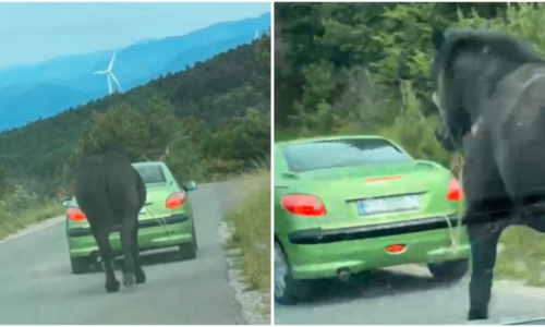 Uznemirujuća snimka iz Senja: Automobilom po cesti vuče – ko