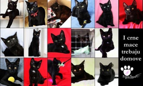 Odbacite praznovjerja i udomite crnu macu!