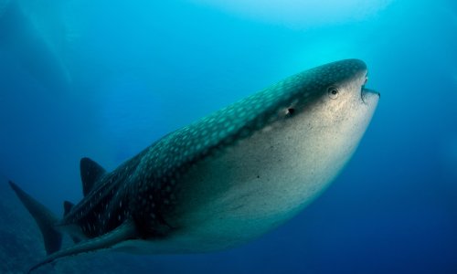 Znanstvenici u Indijskom oceanu pronašli najstarije i najveć