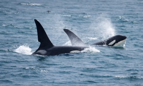Orke siju strah među nautičarima: Napadaju brodove, a znanst