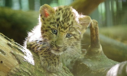 Zoološki vrt ima dvije nove prinove: Pogledajte preslatke mladunce kineskih leoparda