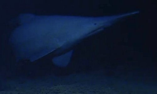 Skriveni predator: Pogledajte rijetku snimku živog goblinskog morskog psa u prirodnom staništu