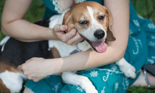 Psi vole pohvalu više od poslastica