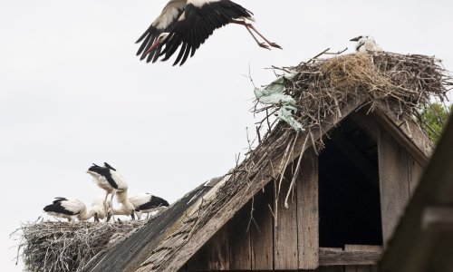 Čigoč slavi srebrni jubilej proglašenja - prvim Europskim selom roda