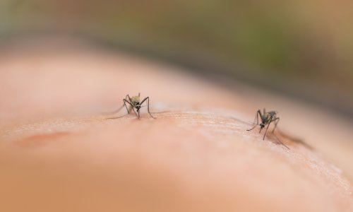 Strahujete od virusa Zapadnog Nila? Ove stvari odmah napravite kod kuće