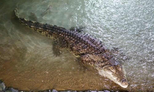 Užas u zoološkom vrtu: Trogodišnjeg dječaka namjerno bacio u nastambu s krokodilima