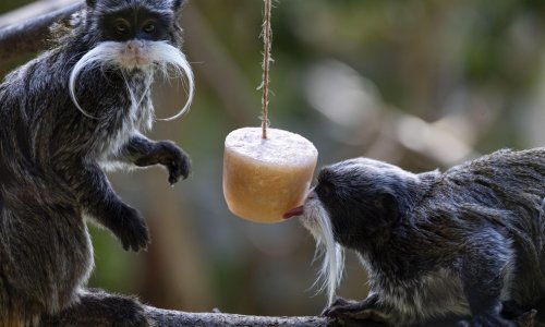 FOTO I njima je vruće: Pogledajte kako se rashlađuju simpatični stanovnici zoološkog vrta