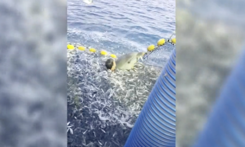 VIDEO Snimka spašavanja dupina postala viralna: 'Plakao je... Čim sam ga taknuo, smirio se'