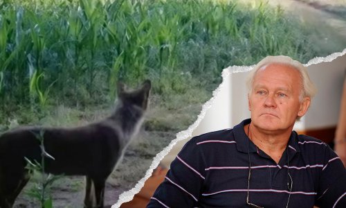 Je li u Zagorju doista viđen vuk i otkud on tamo? Stručnjak otkriva: 'Po glavi i očima to je nešto drugo'