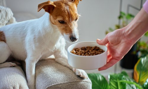 Pet grešaka koje vlasnici pasa često rade s hranom, a lako ih je izbjeći