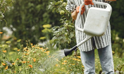 Vrtlar otkriva: Ovo su dva najbolja termina za zalijevanje tijekom toplinskog vala