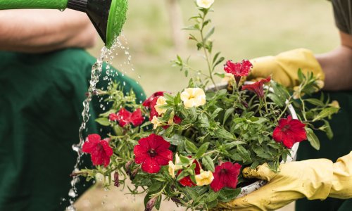 Vrtlar tvrdi: Ovo su ključni koraci za zdrav i bujan rast biljaka u srpnju
