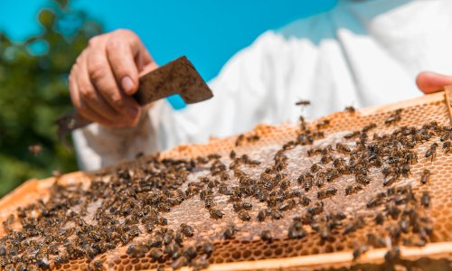 'Šaptač pčelama' golim rukama spasio oko šest milijuna tih vrijednih insekata