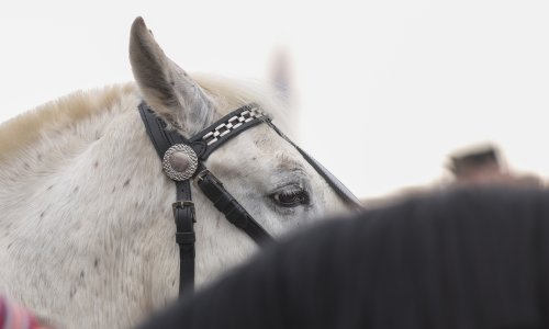 Vlada ulaže 1,25 milijuna eura u razvoj uzgoja toplokrvnih konja