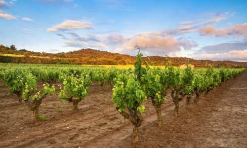 Francuski vinogradari upozoravaju: Visoke temperature i suša smanjuju urod i ubrzavaju berbu