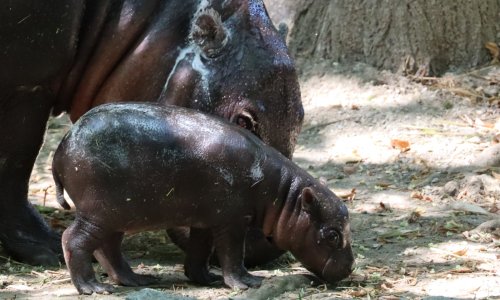 Preslatke vijesti iz zagrebačkog ZOO-a: Na svijet došlo mladunče ugroženih patuljastih vodenkonja