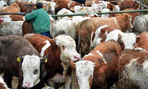 Veterinari upozoravaju: Natječaj Ministarstva poljoprivrede od 20 milijuna eura kompromitiran