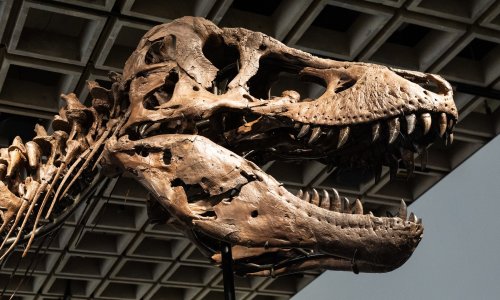 Pao novi rekord: Kostur tiranosaura rexa prodan za više od 50 milijuna dolara