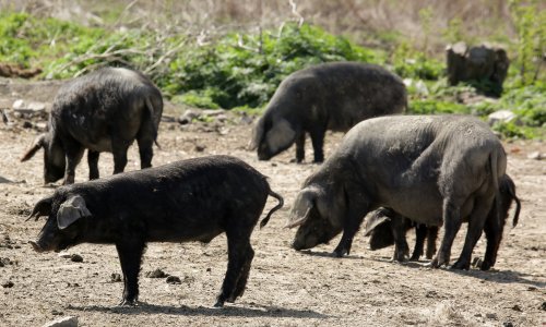 Otkriveni detalji skandaloznog šverca svinja zaraženih afričkom kugom