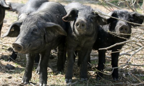 Lovci uzvratili HPK-u i dali joj osam dana: 'Objavite ove podatke ili slijede daljnji koraci'