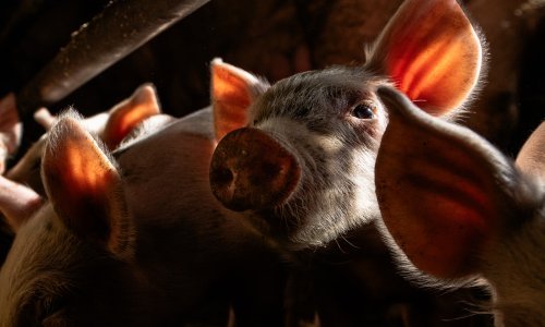 Prijavljeni novi slučajevi afričke svinjske kuge: Evo gdje je najveće žarište