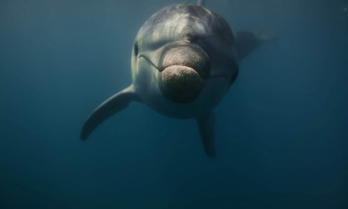 Nevjerojatne fotografije dupina Olivera kriju tužnu priču: Snimatelj otkrio detalje