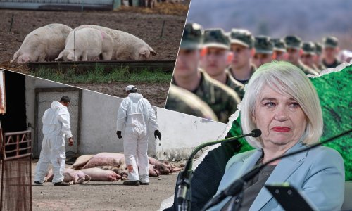 Kuga kosi sve pred sobom, na rubu smo vojne intervencije: Hoće li svinjetina poskupjeti?