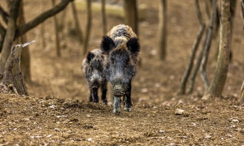 HPK poručio lovačkim društvima: Dokažite da ste odradili odstrel divljih svinja
