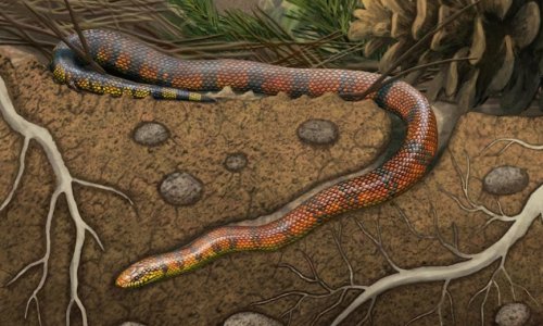 Fosil zmije iz doba dinosaura otkrio veliku tajnu njihove evolucije
